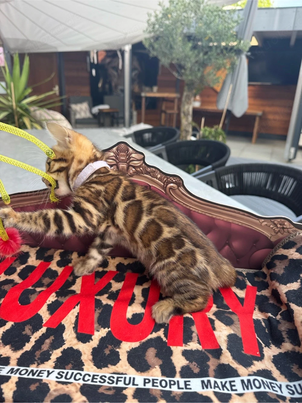 Bengalkitten