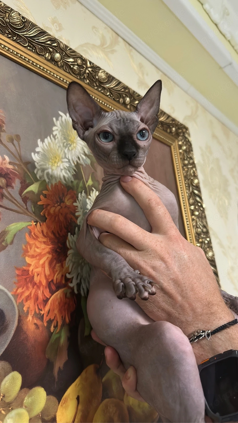 Kanadische Sphynx Kitten mit Stammbaum abgabebereit     
