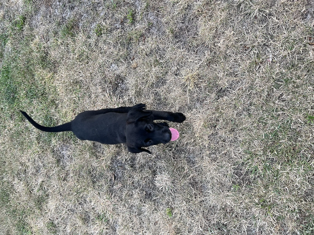  Malinois Mix Labrador Mix 