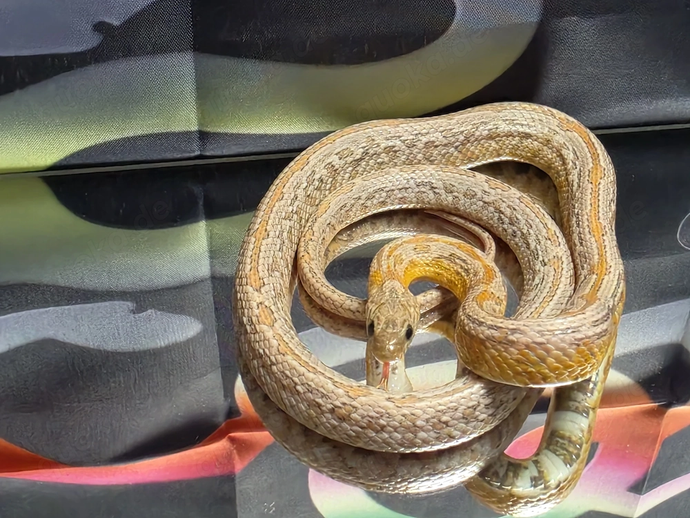 Kornnatter 1.0 Coral Ghost Sunkissed Tessera NZ 25
