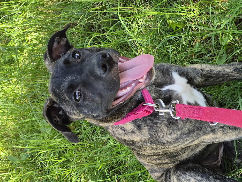 Hund abzugeben aus zeitlichen Gründen 