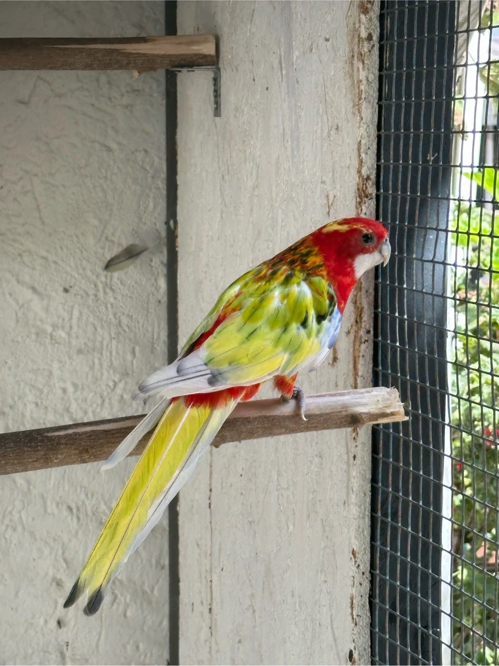 Rosella Sittich Paar 
