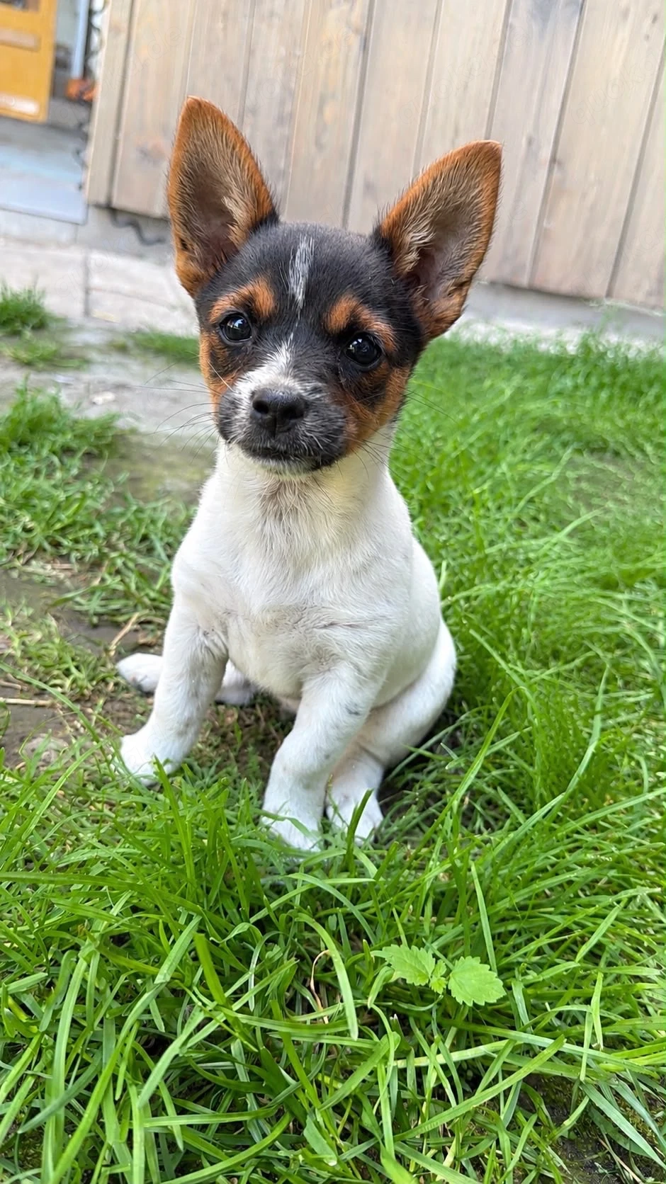 Terrier Welpen Rüden