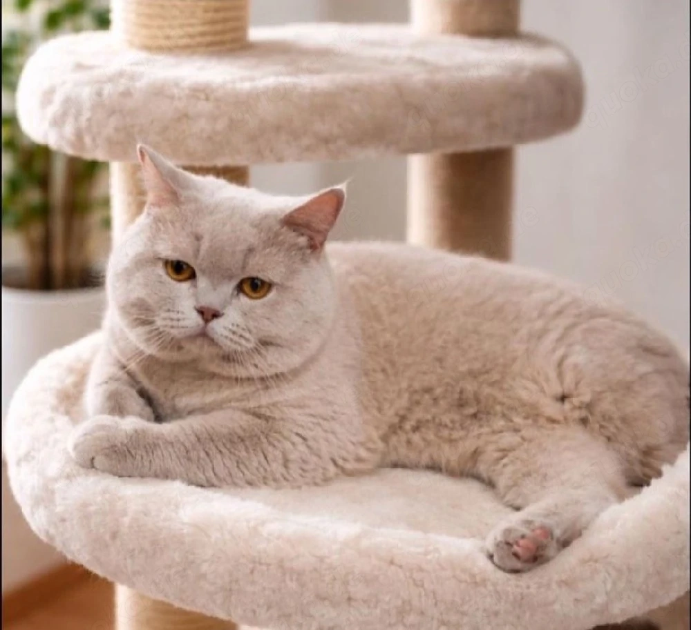 Lilac BKH Deckkater Blutgruppe B
