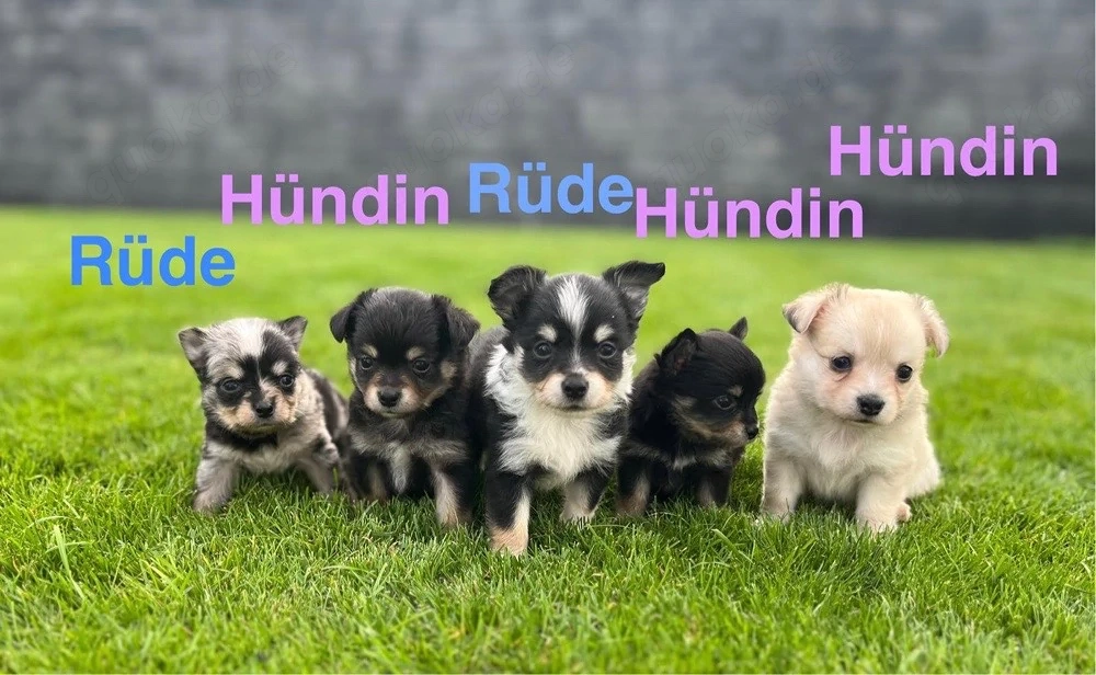Bald wieder Chihuahua Welpen