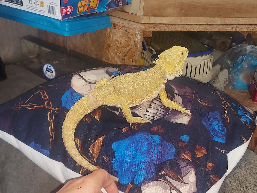 Bartagame Citrus rot Orange 