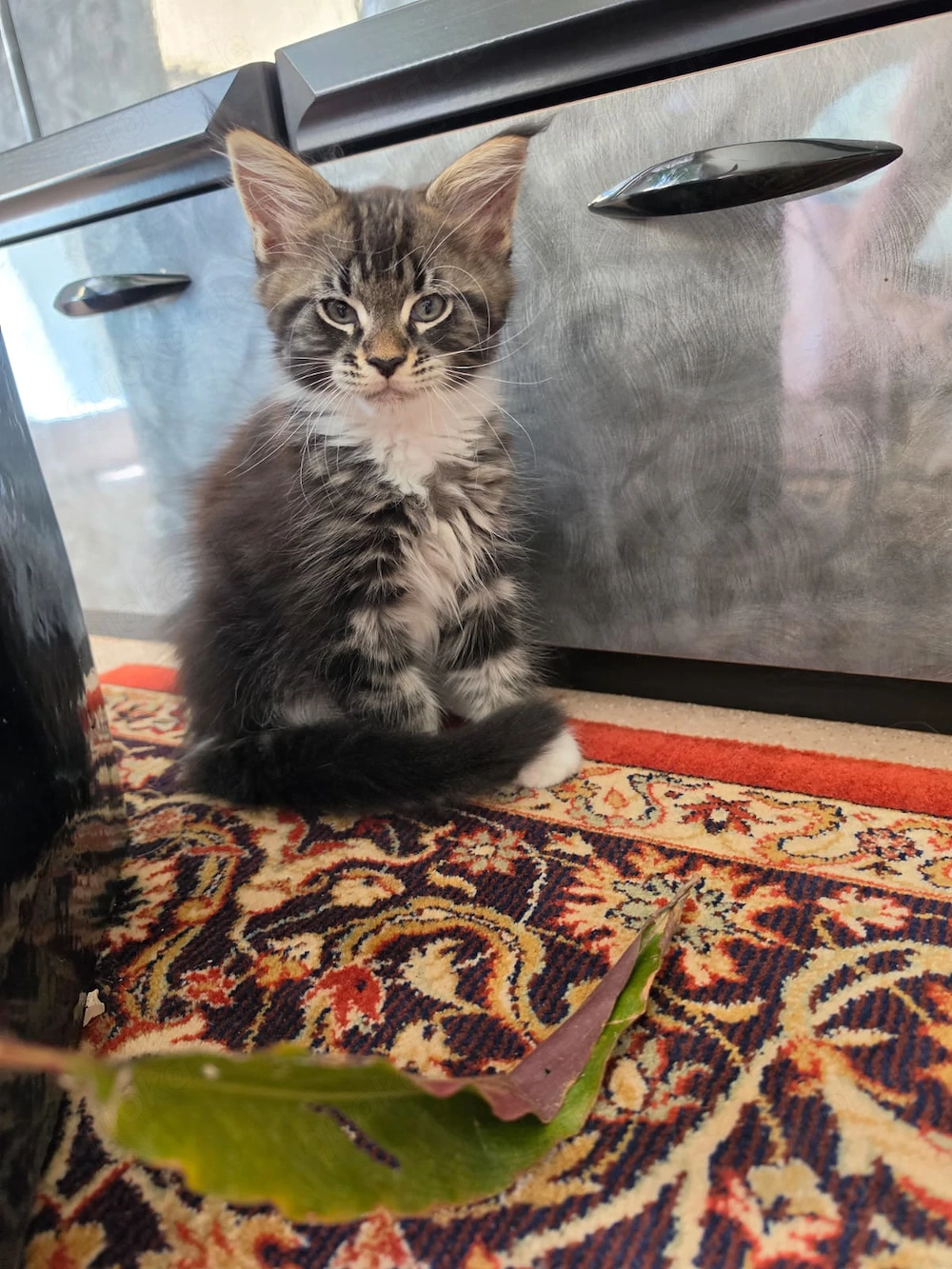 Maine Coon XXL Kitten Mit Stammbaum