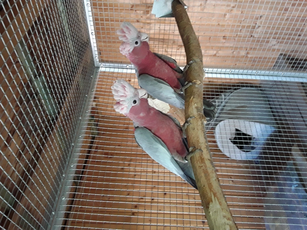 Rosakakadus, zahm
