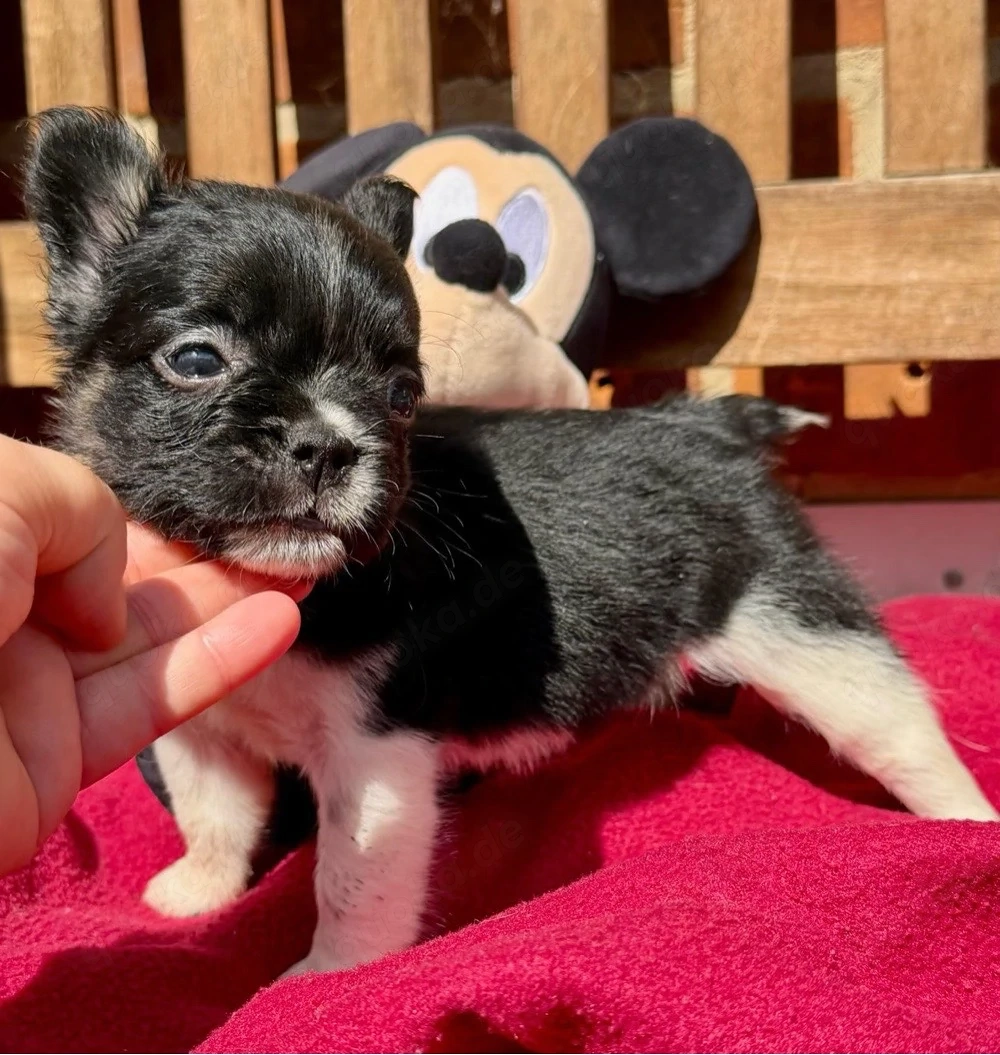 französische bulldogge fluffy