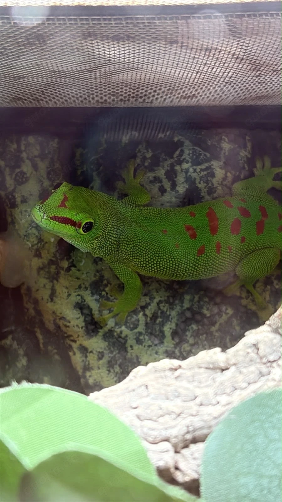 0.1 Phelsuma grandis Taggecko 