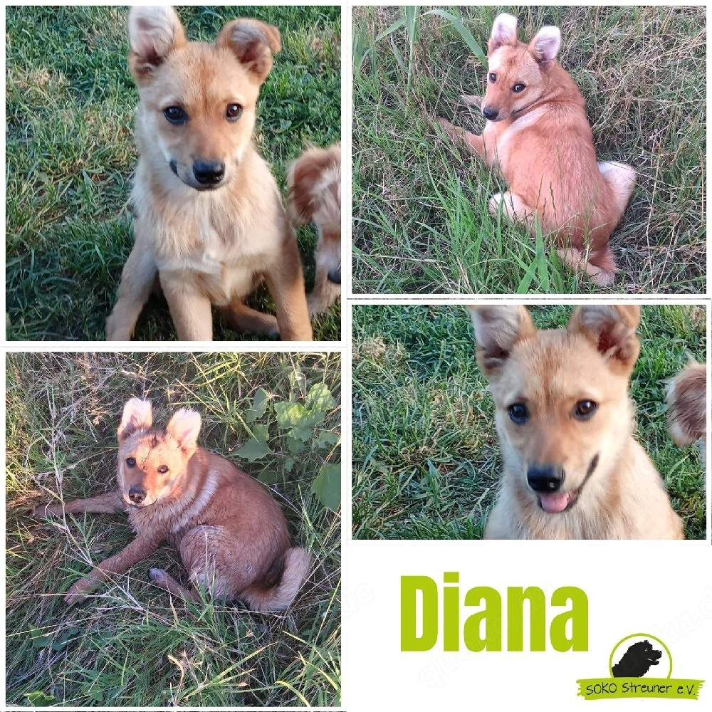 Soll Diana weiterhin im Tierheim sitzen?