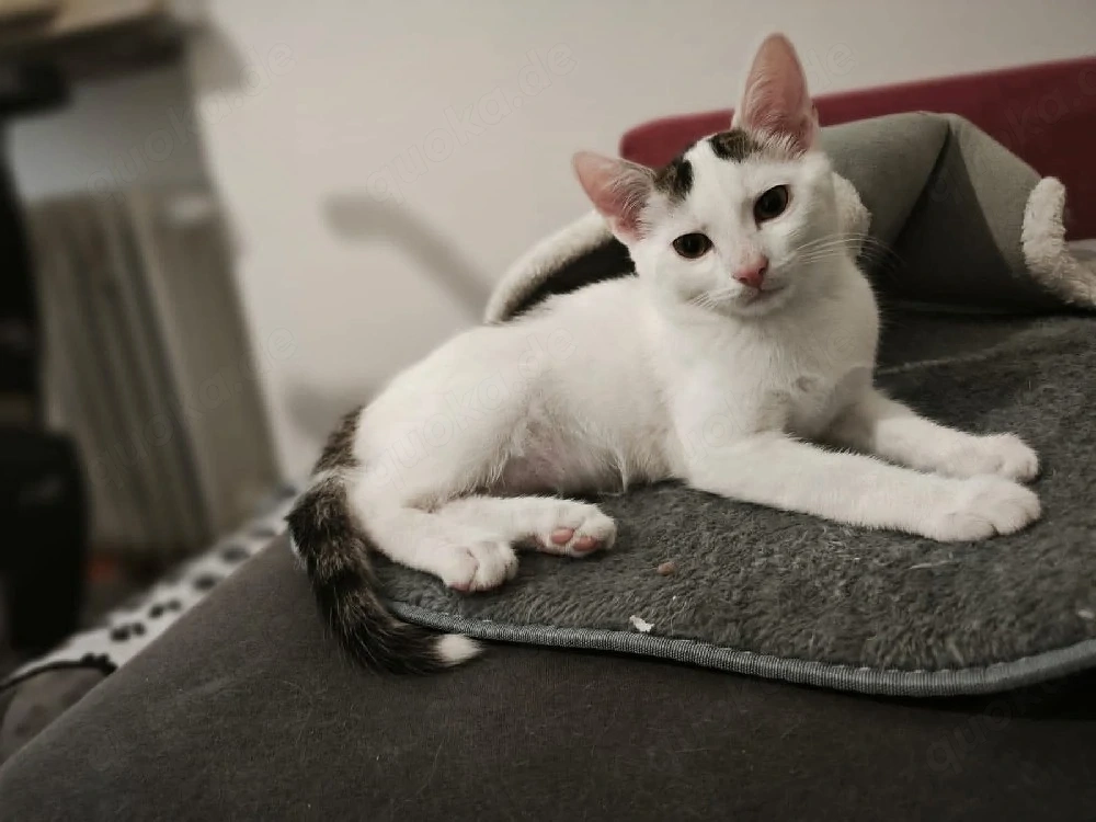 junge Kater 