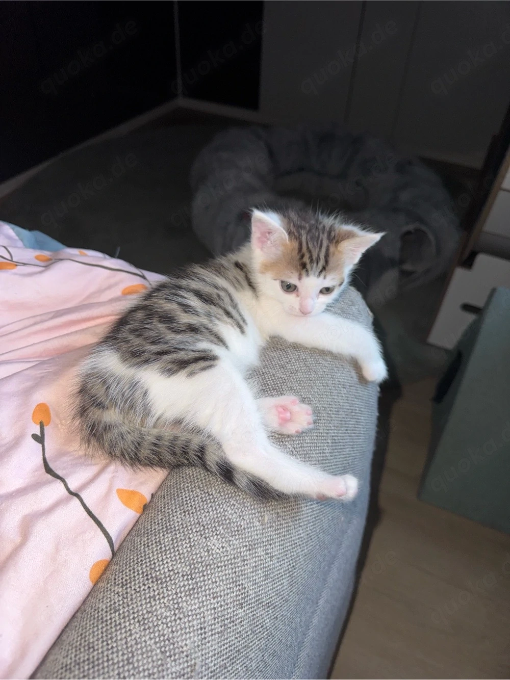 Zuckersüßes Bengal-Maine Coon Kitten sucht ein tolles Zuhause