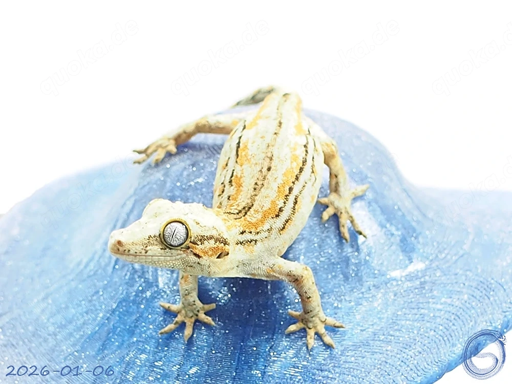 Rhacodactylus auriculatus Höckerkopfgecko aus Anfang 2026 Tendenz weiblich