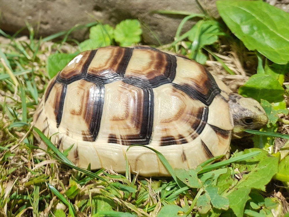 Sehr schöne Breitrandschildkröten ein- und zweijährige Tiere. 