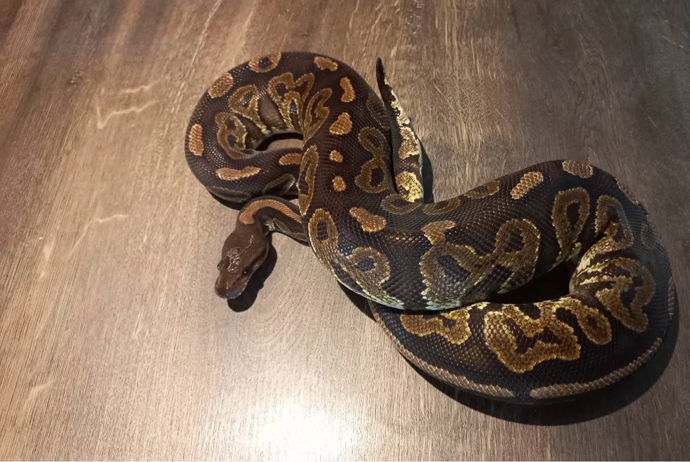 vers. Königspythons abzugeben   