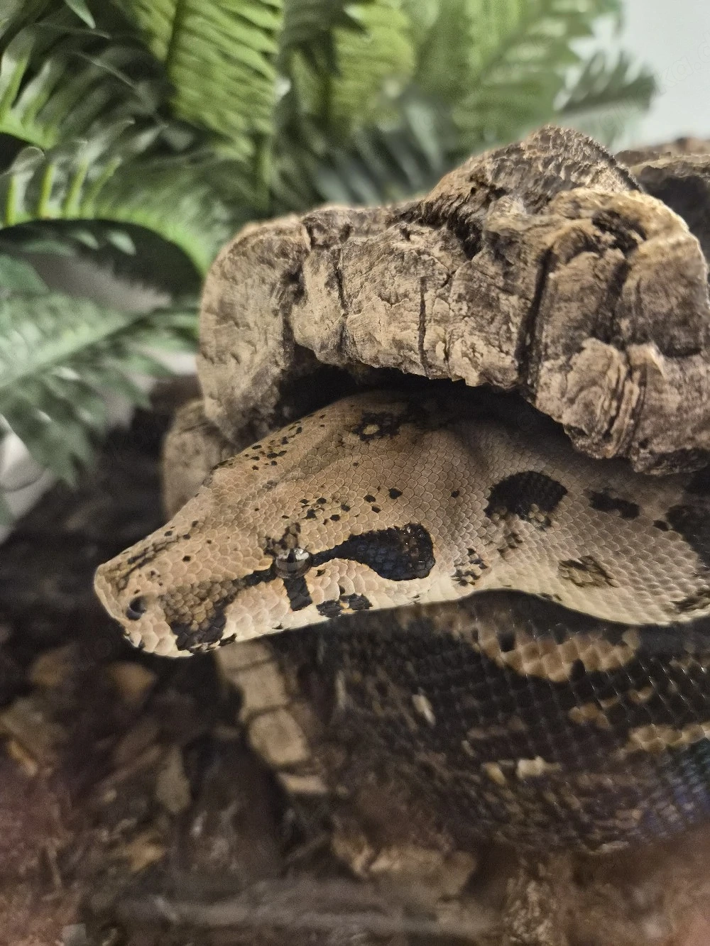 Boa constrictor imperator 0.1