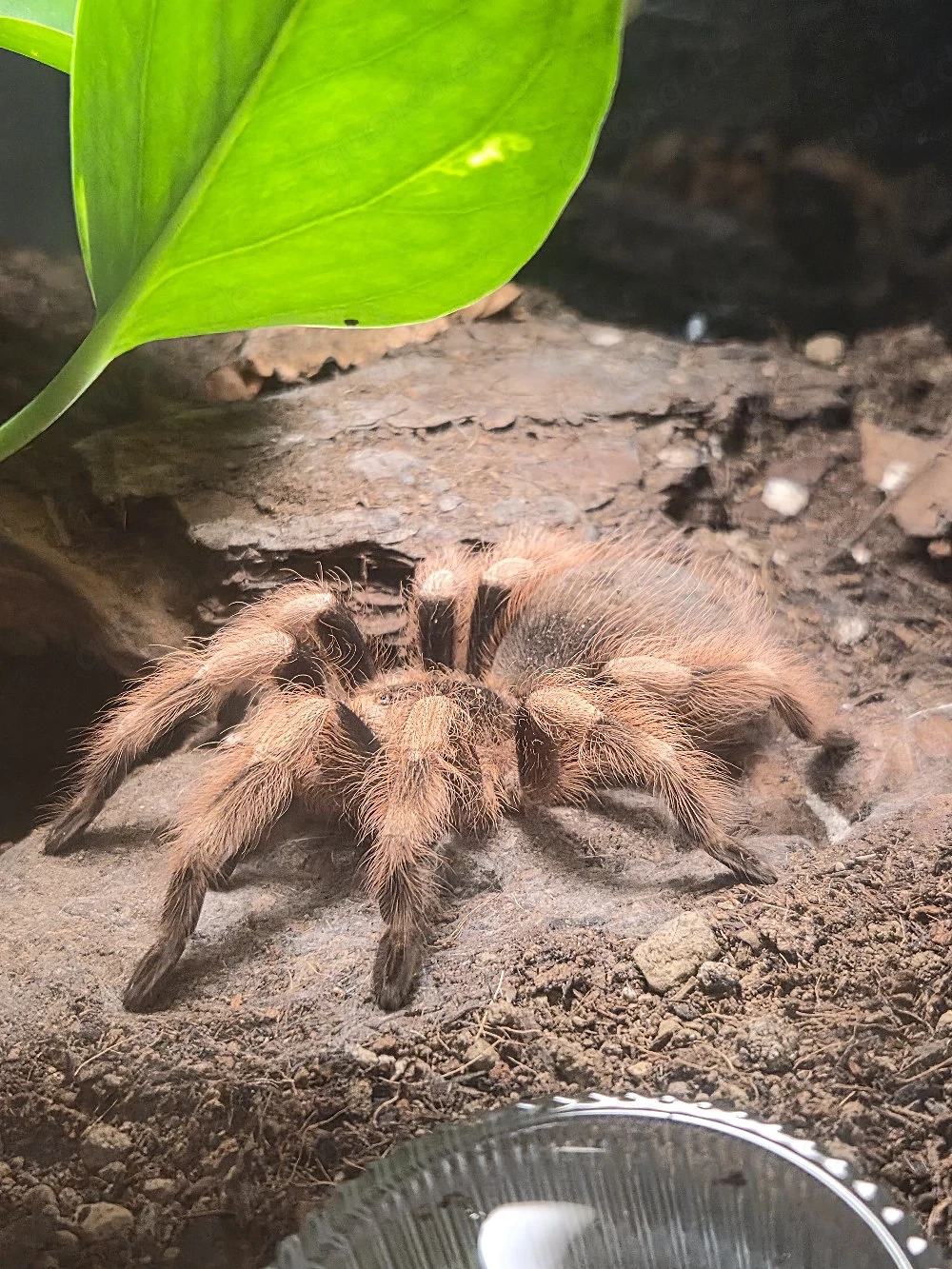 verschiedene Vogelspinnen abzugeben