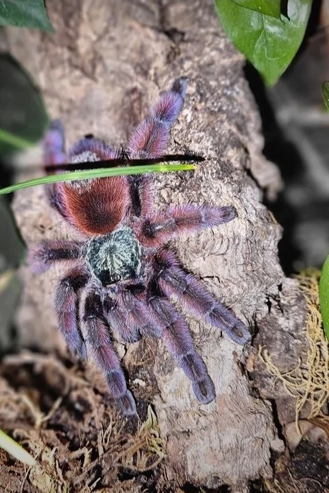 Caribena versicolor  Weibchen 0,1 Vogelspinne ex Avicularia 