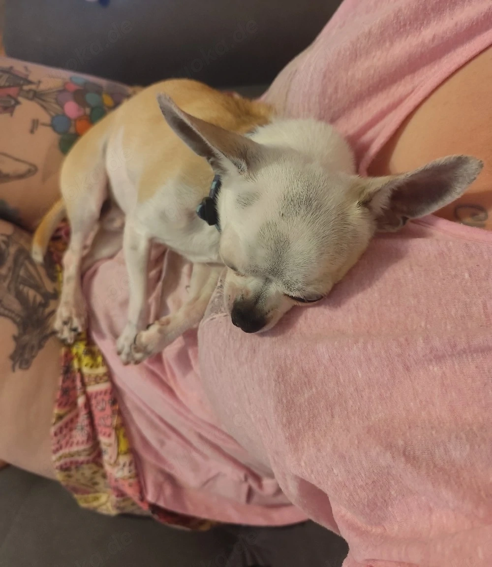 Deckrüde Chihuahua