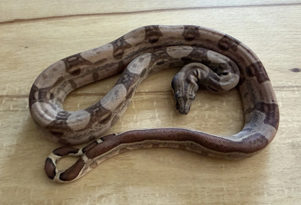 5.0 dh VPi Anery 1 66% het Leopard
