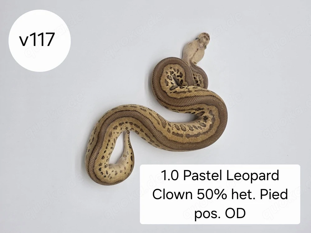 1.0 Pastel Leo Clown 50%het Pied pos. Od
