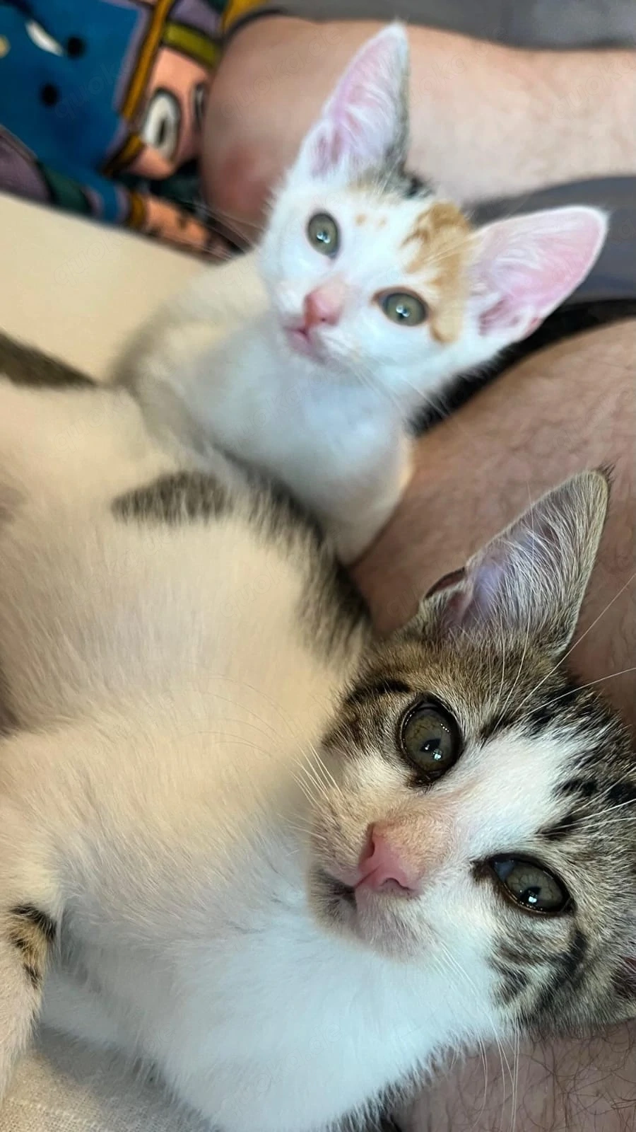Kitten Katze Kater Tierschutz Bundesweite Vermittlung 