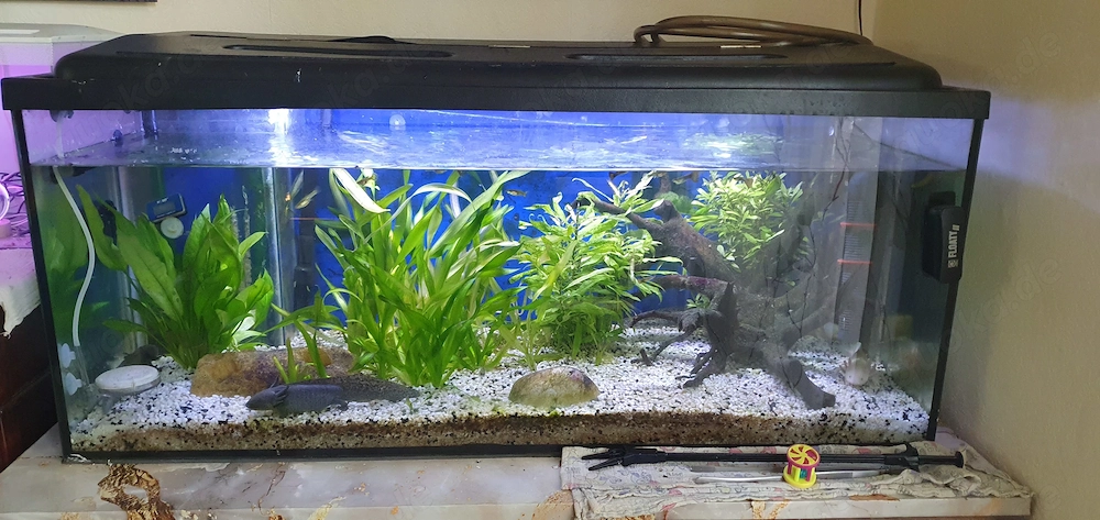 5 süße Axolotels mit Becken zu verschenken