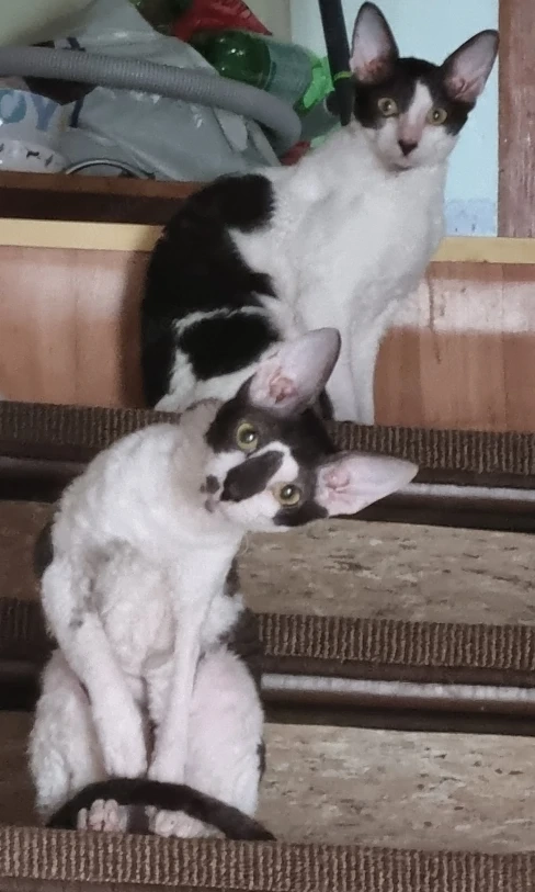 Cornish Rex Mädchen sucht neue zu Hause