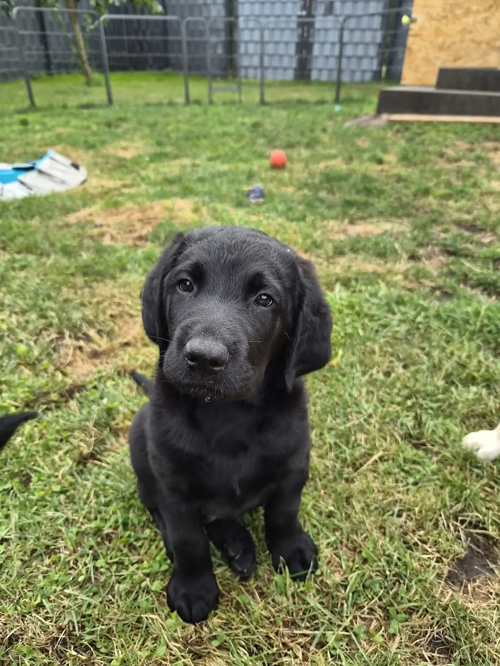 wunderschöne Labrador Welpen suchen ein Zuhause