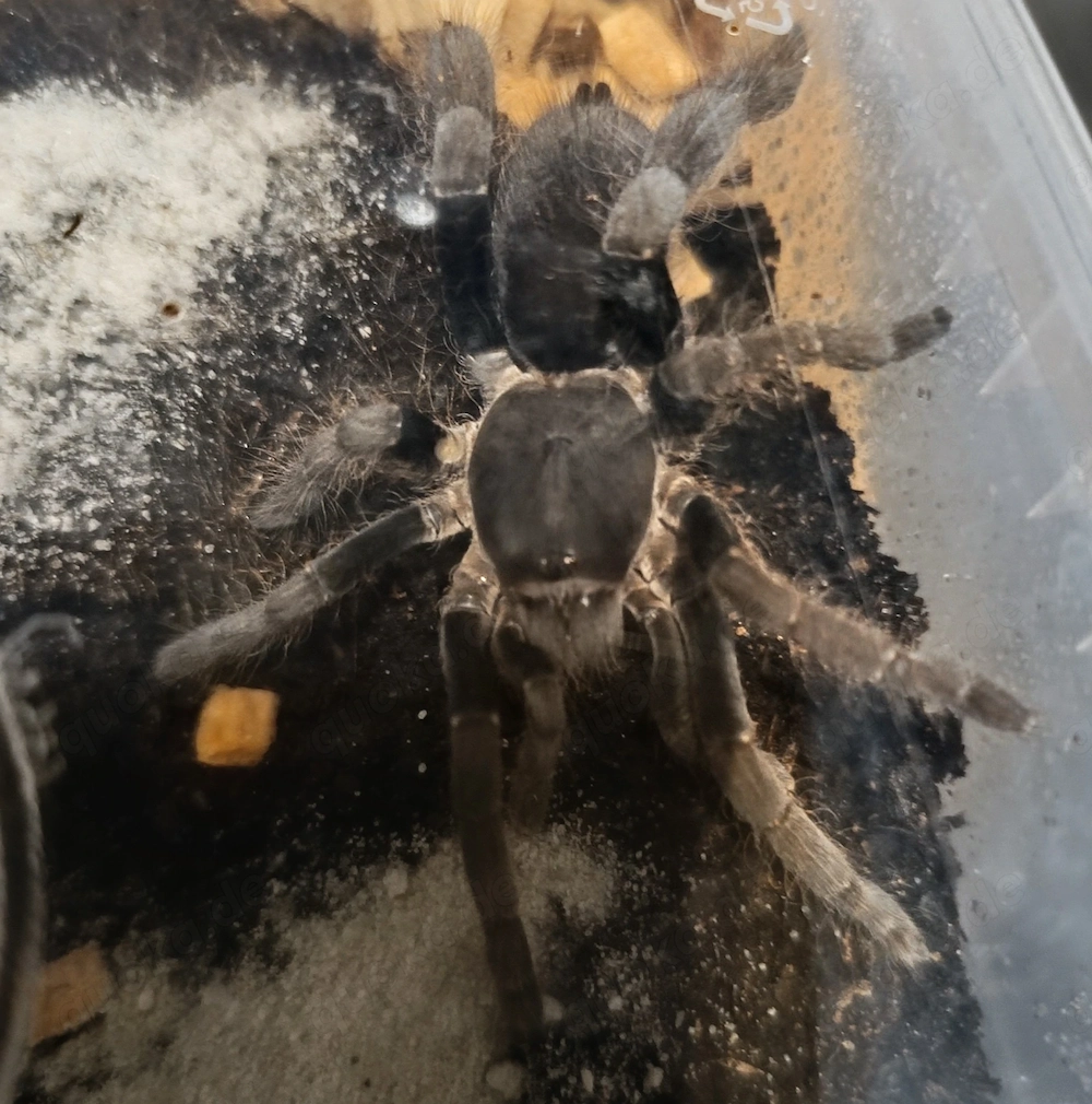 Hystherocrates crassipes