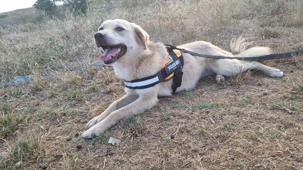 Sanfte Ayla wartet in Mangalia