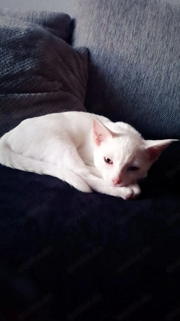 Kater Yoshi 