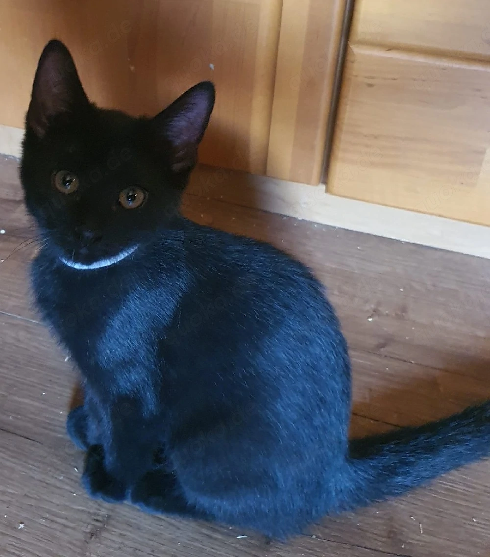 Norwegische Waldkatze Britisch Kurzhaar mix
