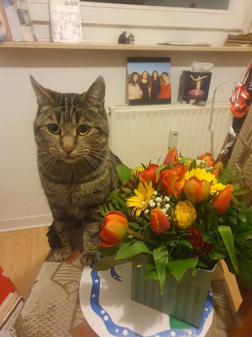 Deckkater Barsik