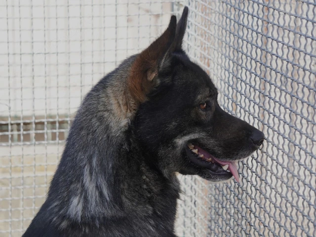 Ryuk sucht sein Zuhause (noch auf Sardinien)