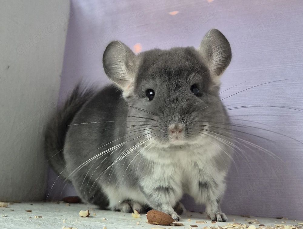 Chinchilla Baby Böckchen 