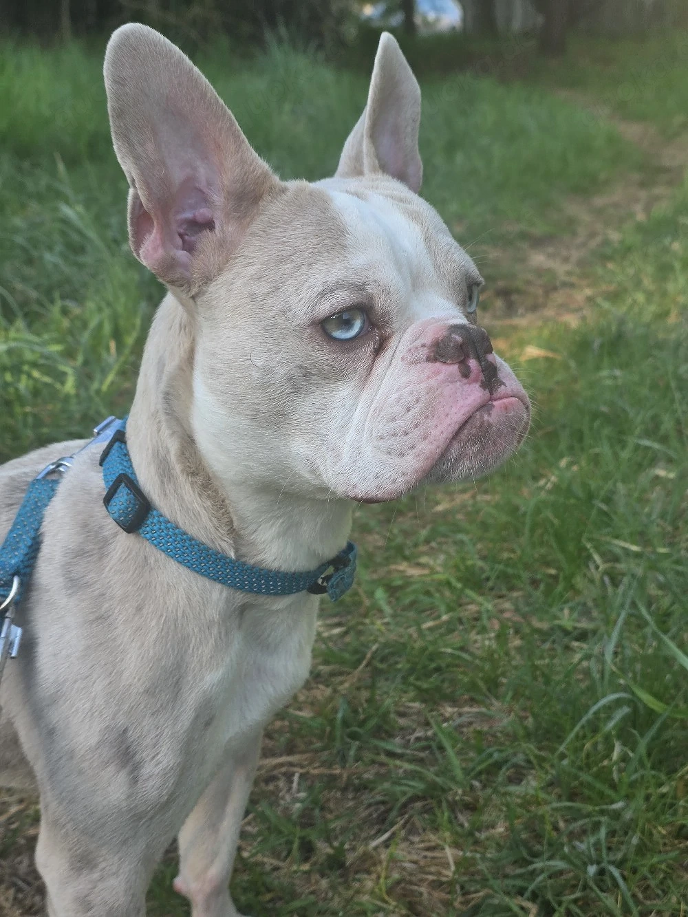 Casper- ein Prinz sucht seinen Lebensplatz