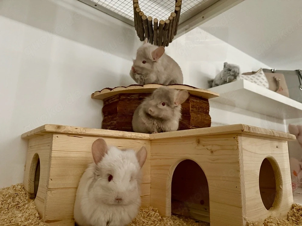 Chinchillas und Gehege abzugeben