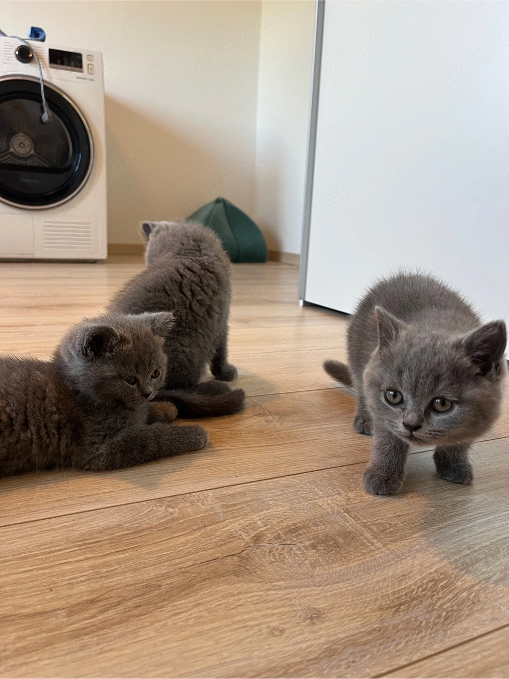 Baby katzen BKH