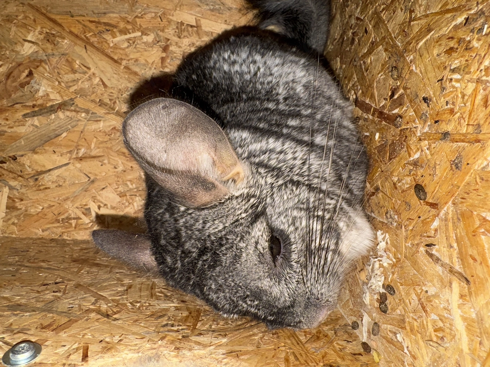 Zwei liebe Chinchilla-Männchen suchen ein neues Zuhause