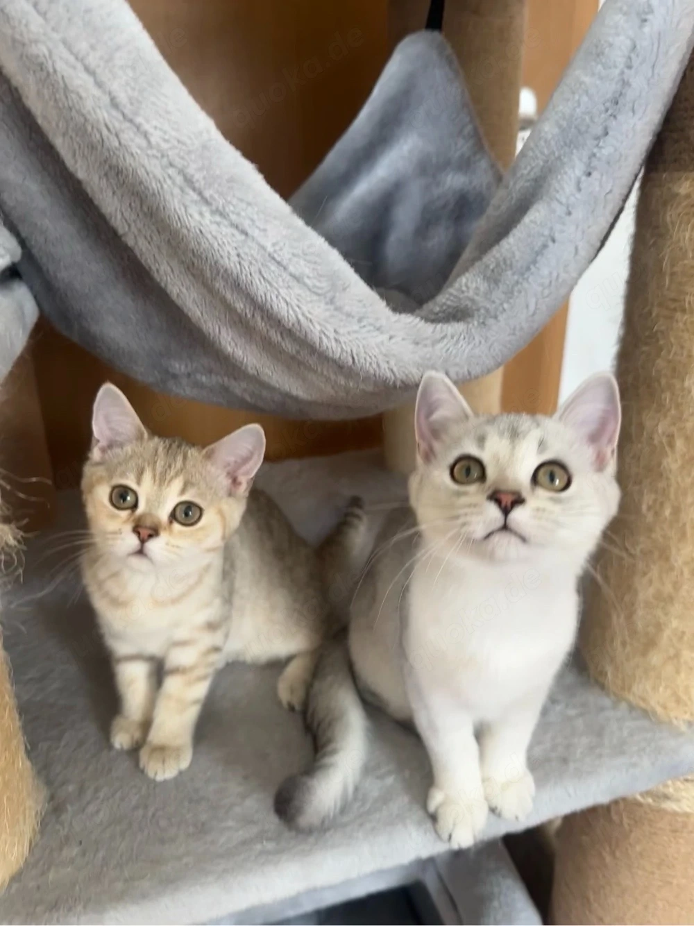 British Kurzhaar Kitten weiblich + männlich