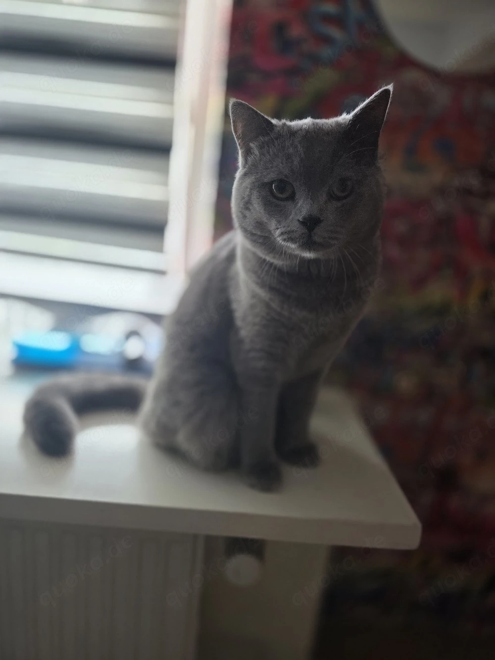 kater britisch Kurzhaar 