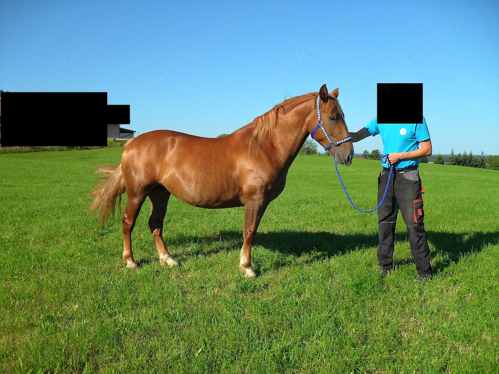 schwere Warmblut-Kaltblut-Mix-Stute 3,75J. Stm. 155cm