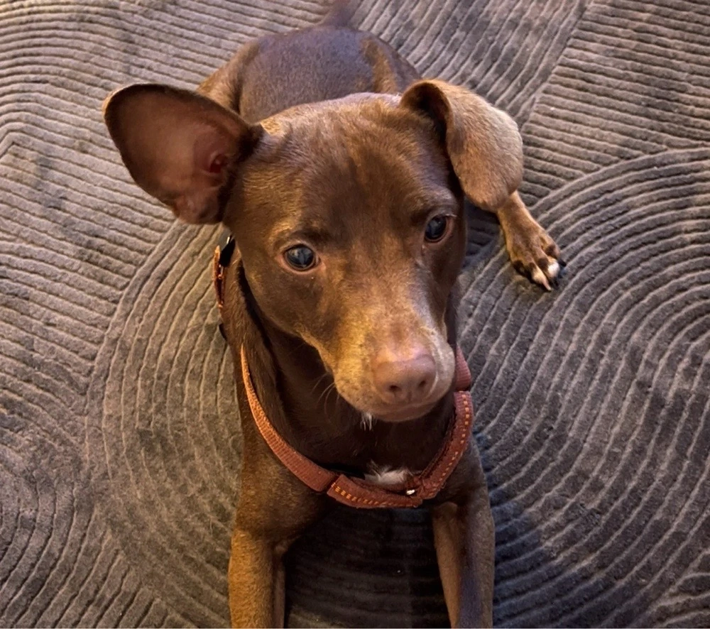 Aktiver Patterdale Terrier (3 J., kastriert) sucht erfahrenes Zuhause