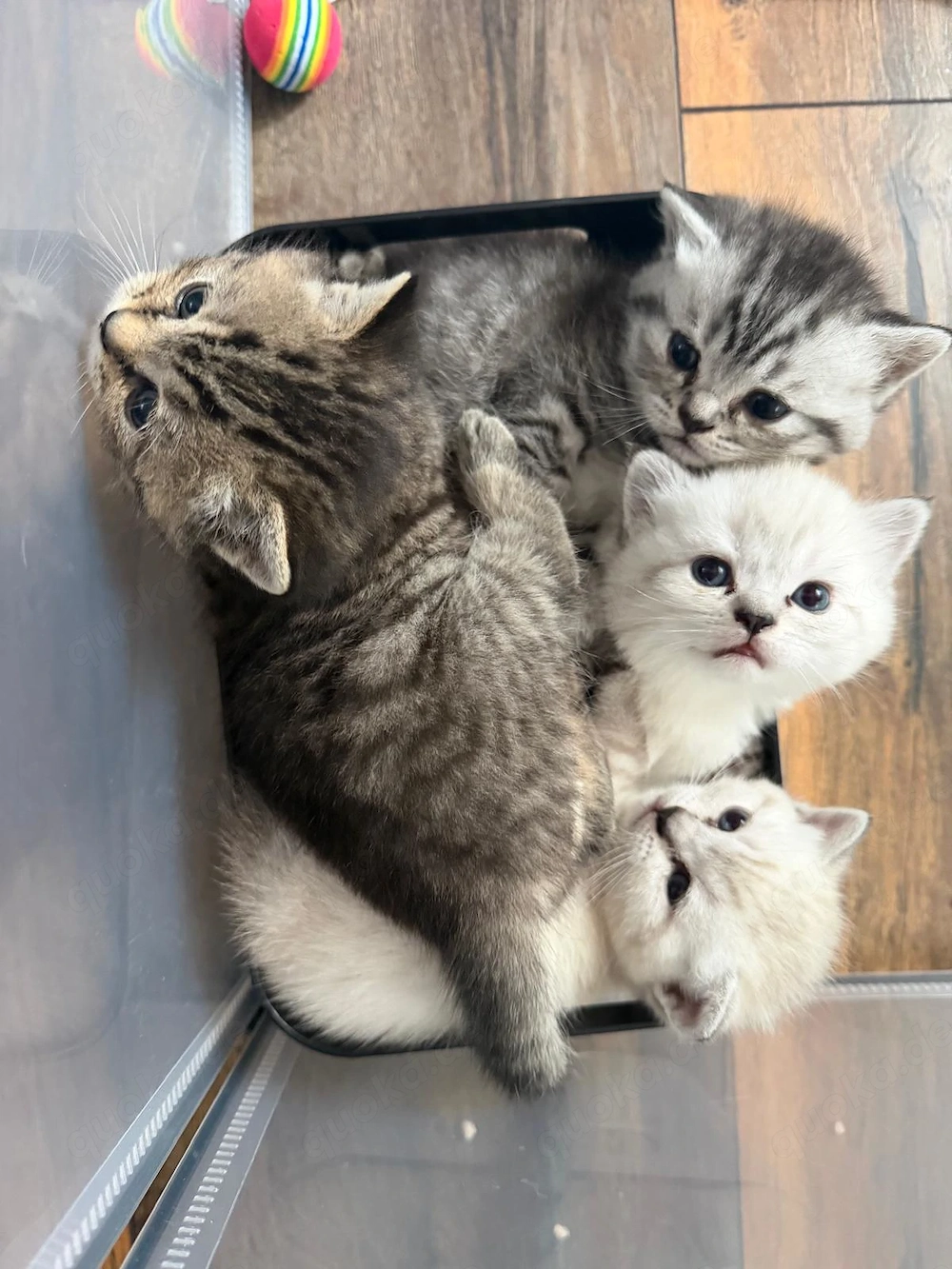BKH Kitten BLH Britisch Kurzhaar