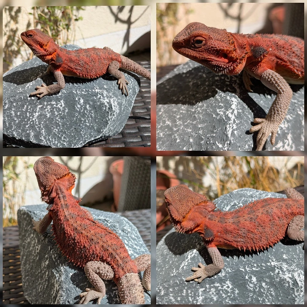 Hamm! 0.1 Red Monster Bartagame Pogona Vitticeps 