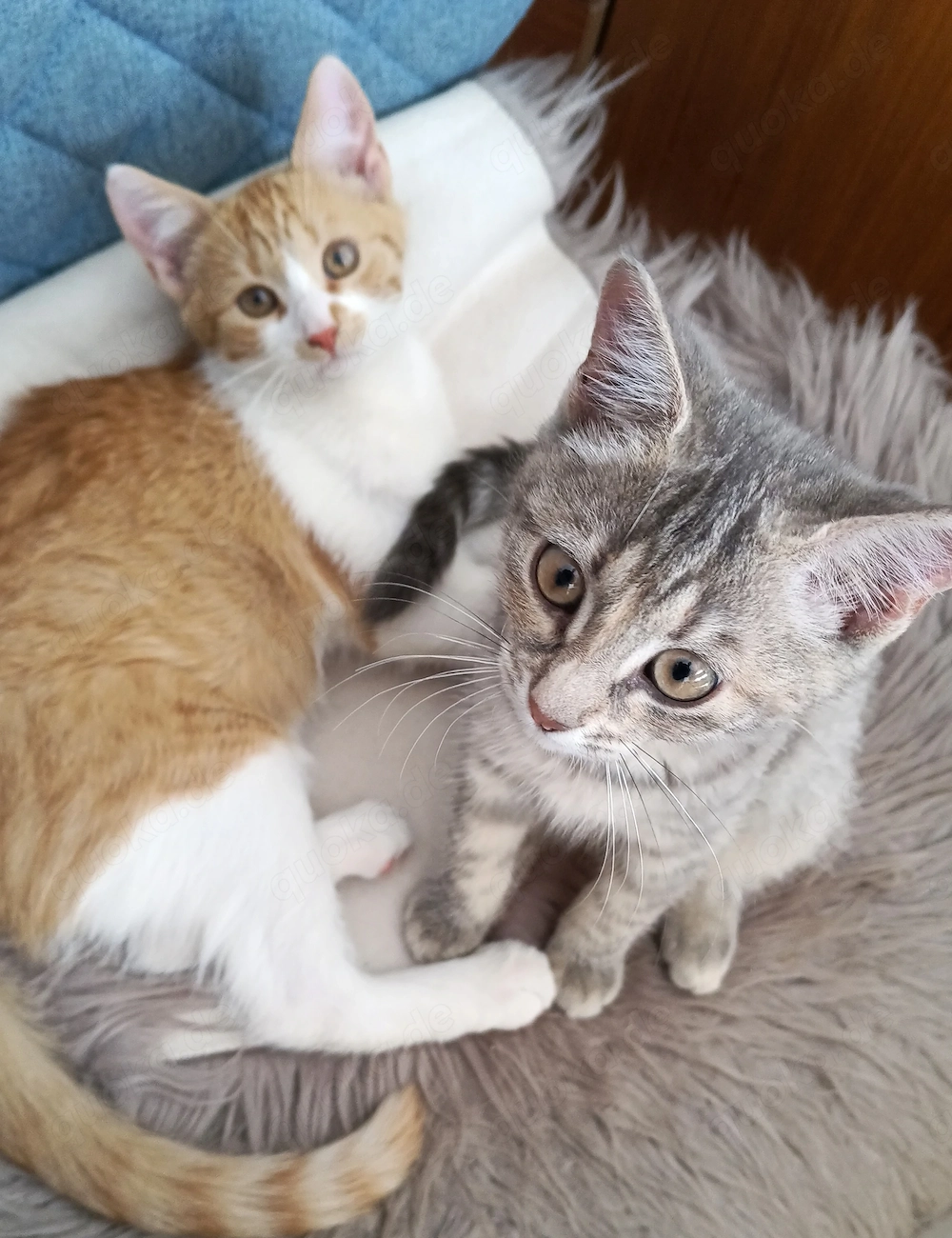 Liebevolle junge Katzen mit Herz suchen ihre Familie