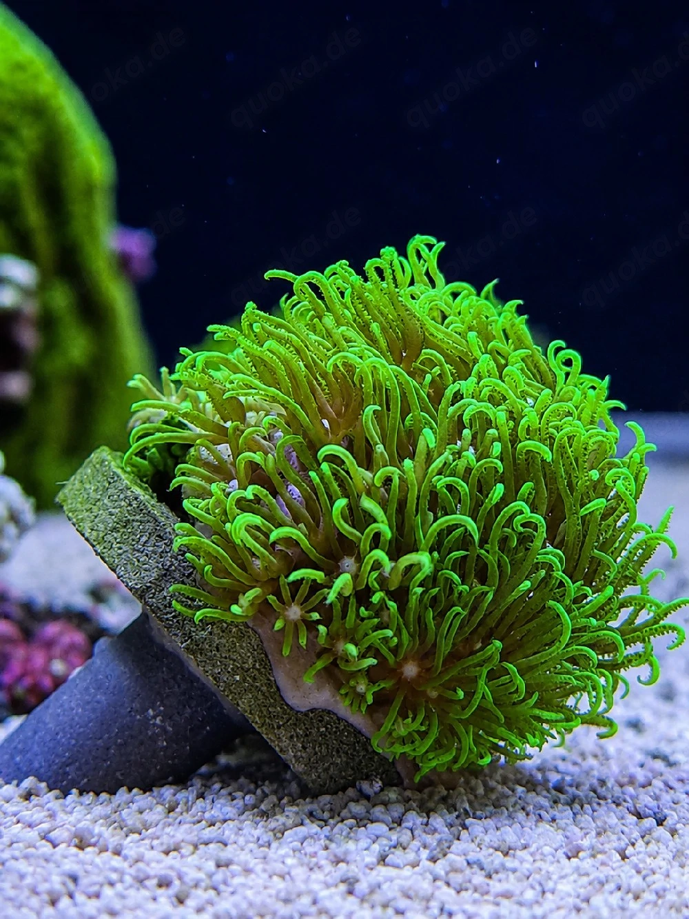 Briareum Affenhaar 