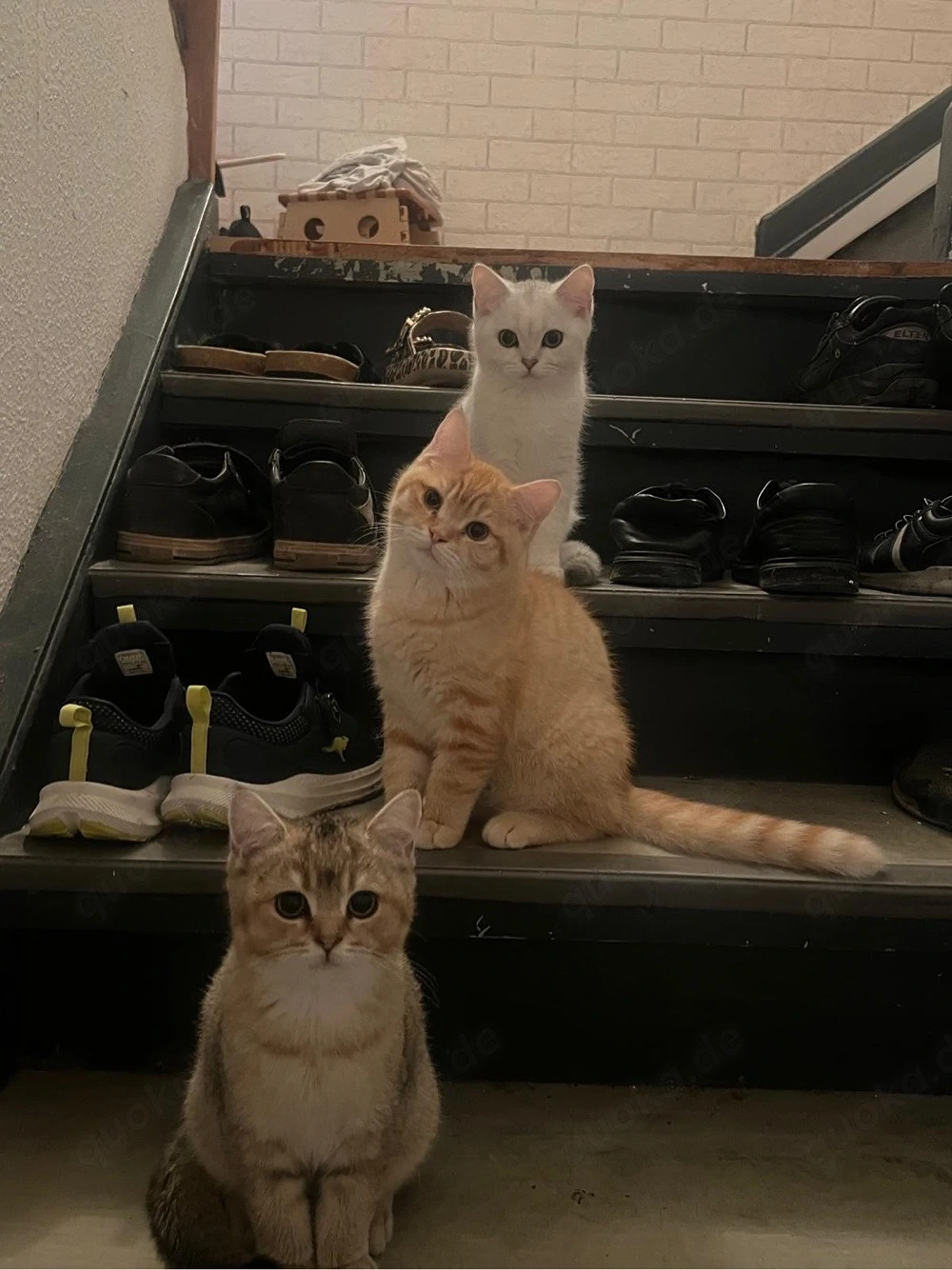 Reinrassige BKH Kitten 